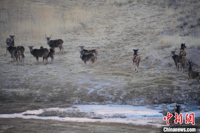 圖為都蘭縣境內(nèi)的野生動(dòng)物。　拉毛杰 攝