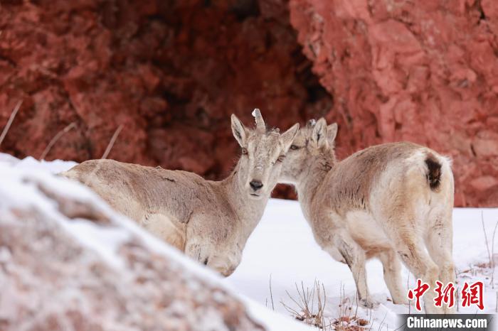 圖為在雪中悠然自得的巖羊。　白日丁布江才 攝