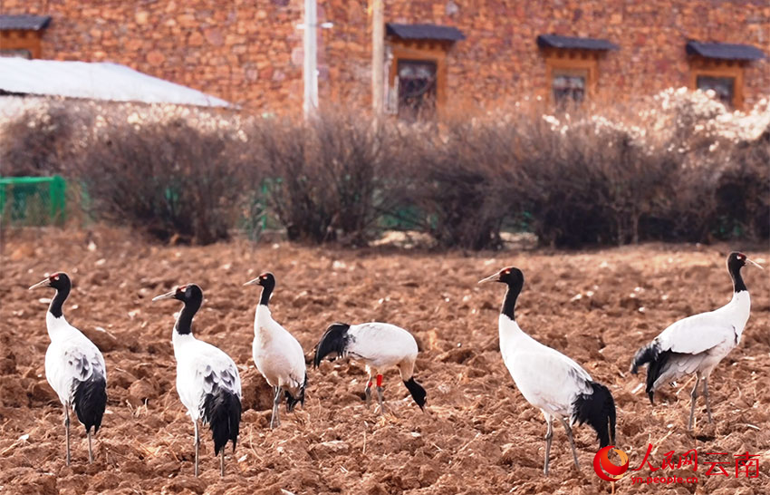 香格里拉納帕海濕地的黑頸鶴。和志榮攝