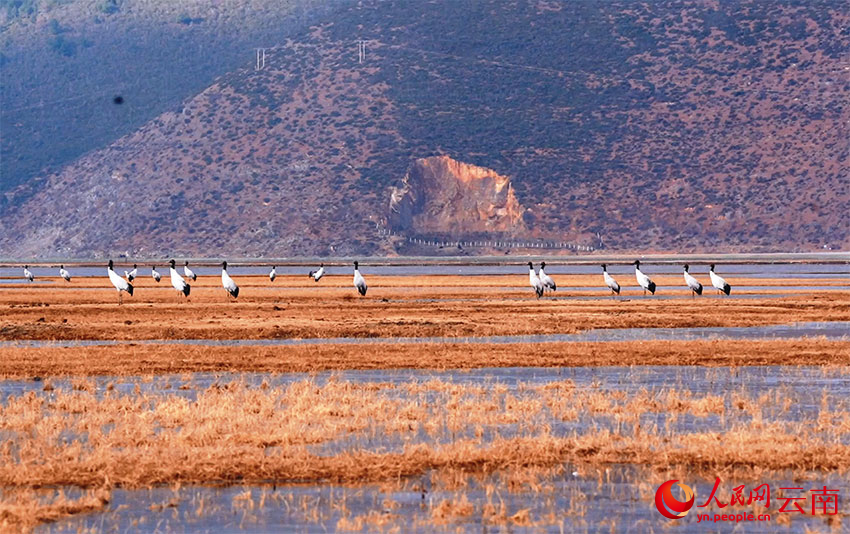香格里拉納帕海濕地的黑頸鶴。和志榮攝