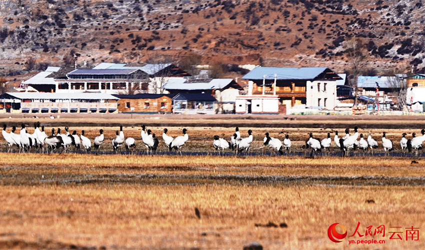 香格里拉納帕海濕地的黑頸鶴。李曉東攝
