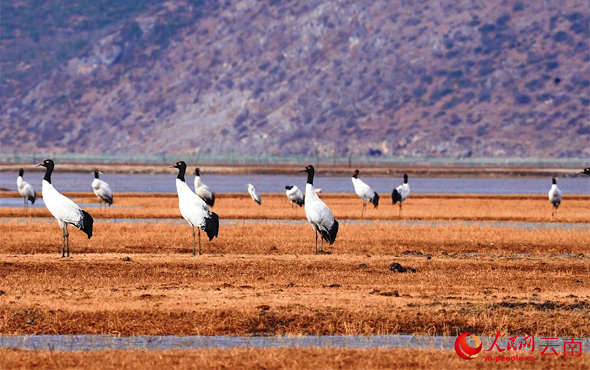 香格里拉納帕海濕地的黑頸鶴。李曉東攝