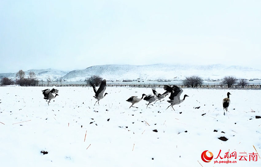 香格里拉納帕海濕地的黑頸鶴。趙旭燕攝