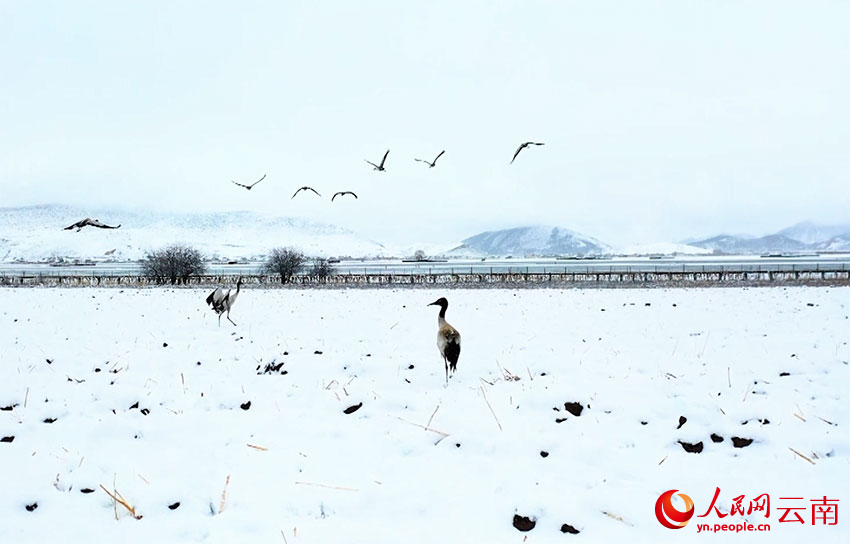 香格里拉納帕海濕地的黑頸鶴。趙旭燕攝