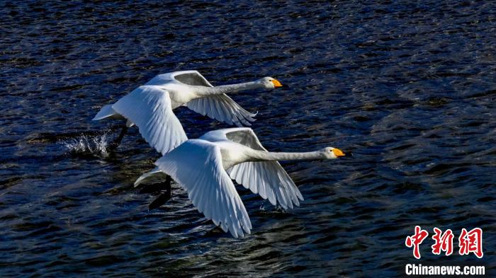 圖為兩只大天鵝?！黎?攝