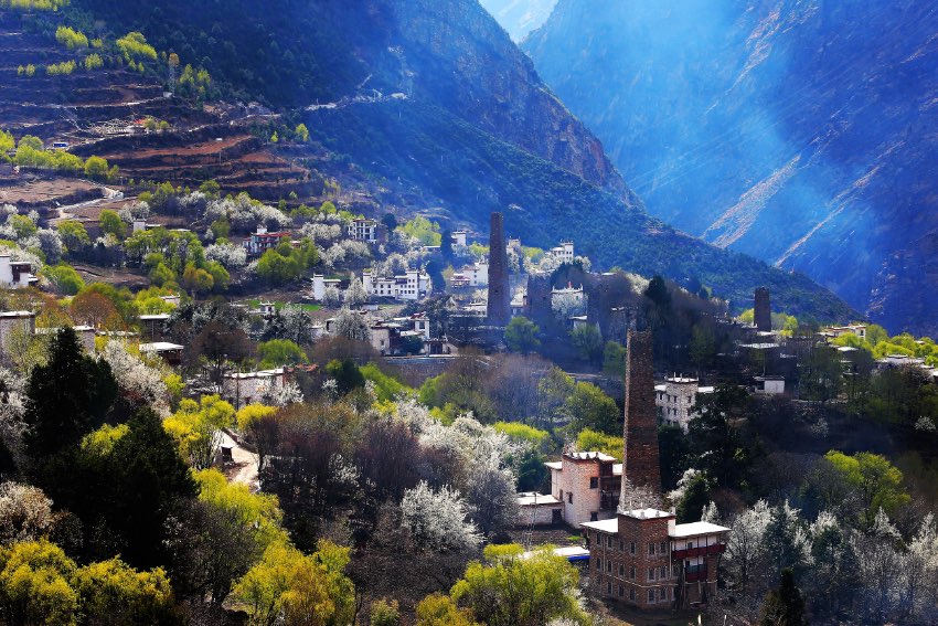 丹巴梨花綻放迎客來(lái)。丹巴縣委宣傳部供圖