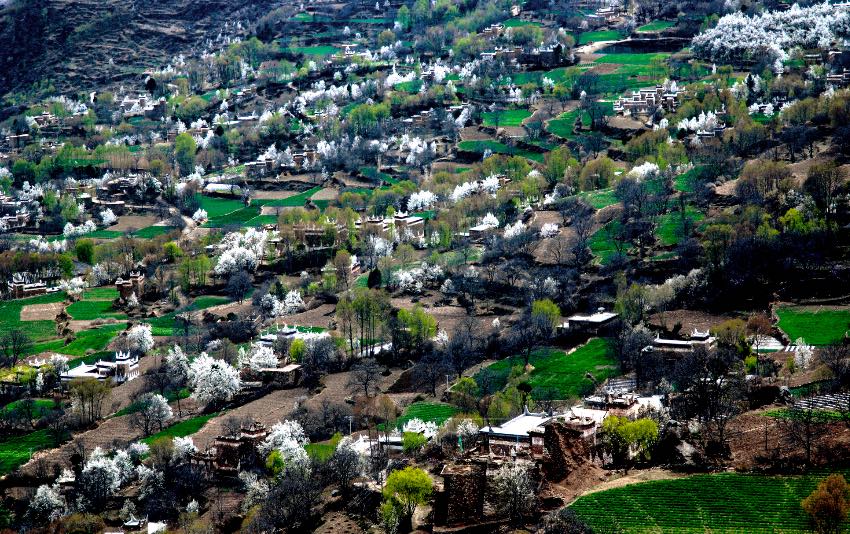 丹巴梨花綻放迎客來(lái)。丹巴縣委宣傳部供圖
