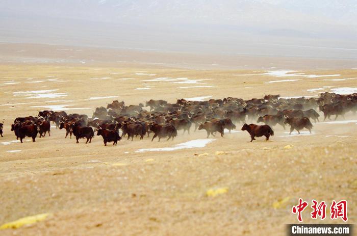 圖為青海省治多縣索加鄉(xiāng)的牛群。(資料圖) 治多縣委宣傳部 供圖