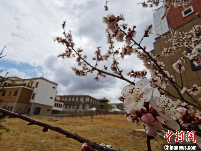 青海：初春遇降雪，百里不同“風(fēng)”