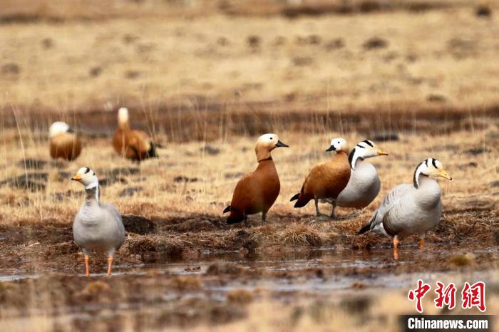 圖為斑頭雁和赤麻鴨?！“?攝
