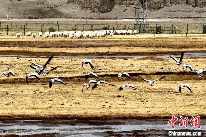 圖為斑頭雁在羊群邊飛翔?！“?攝