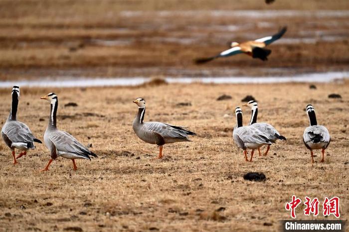 圖為成群的斑頭雁?！“?攝