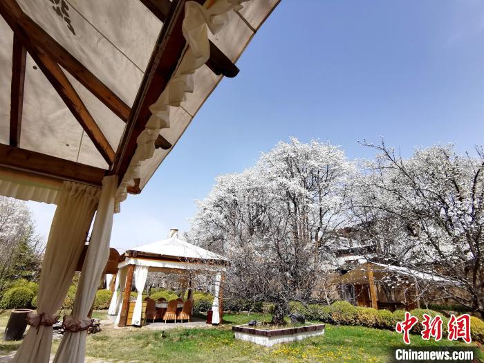 圖為梨花。　張?zhí)砀?攝