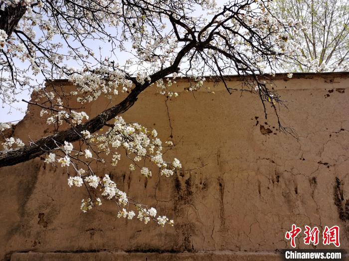 圖為一面土墻旁邊的梨花?！?zhí)砀?攝