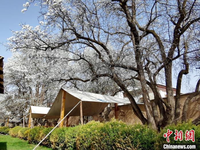 圖為尖扎噶達(dá)莊園內(nèi)的梨花?！?zhí)砀?攝