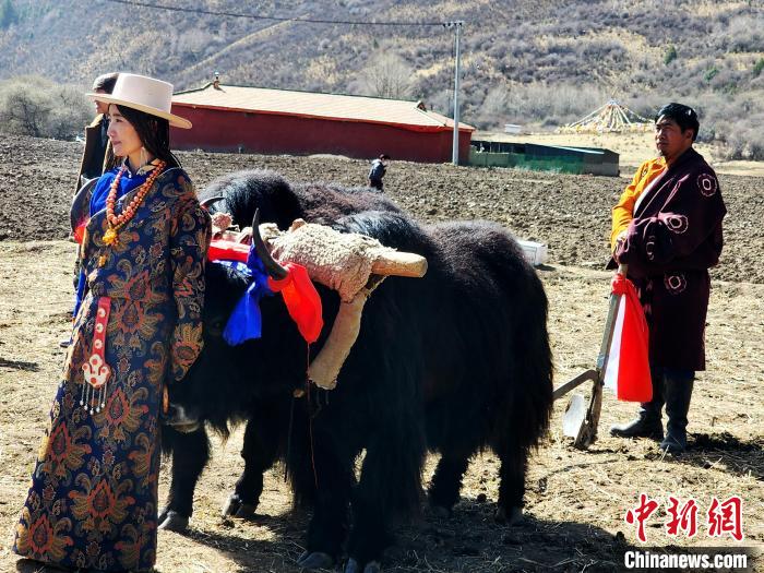 圖為藏族民眾牽著耕牛參加春耕儀式?！⊥觖惿?供圖
