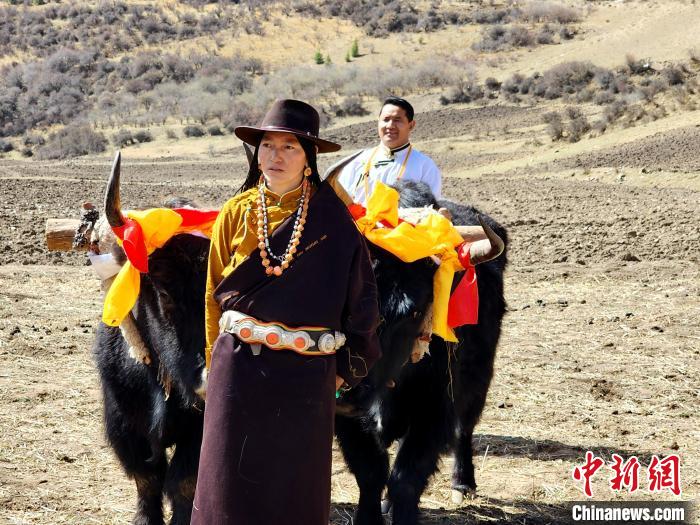 圖為藏族民眾牽著耕牛參加春耕儀式?！⊥觖惿?供圖