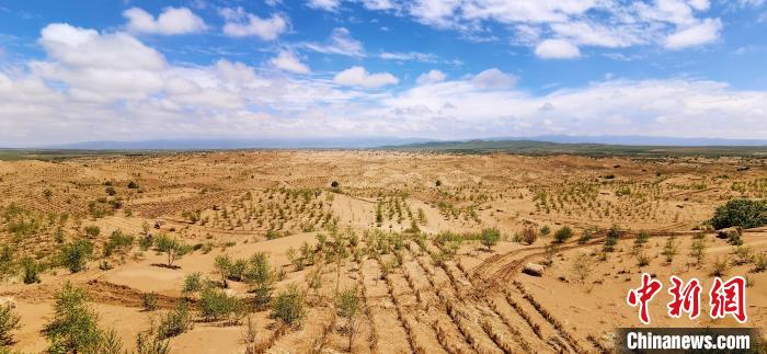 資料圖為貴南縣黃沙頭的防沙治沙草方格?！∑钤鲚?攝
