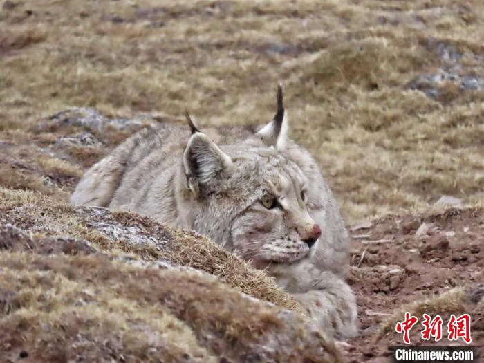 “自帶wifi的旅行家”猞猁現(xiàn)身三江源國家公園