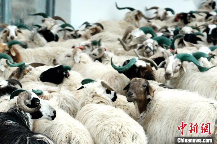 圖為被評(píng)為國(guó)家農(nóng)產(chǎn)品地理標(biāo)志保護(hù)產(chǎn)品的剛察藏羊進(jìn)場(chǎng)入圈。　蔡志睿 攝