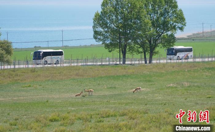 圖為成群普氏原羚在草場上愜意覓食，悠閑自在?！●R銘言 攝