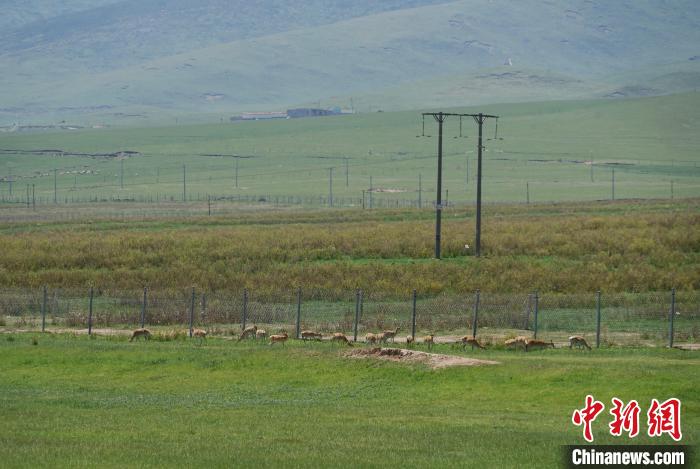 圖為成群普氏原羚在草場上愜意覓食，悠閑自在?！●R銘言 攝