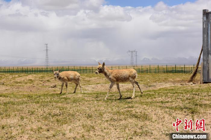 圖為可可西里國家級自然保護(hù)區(qū)內(nèi)的藏羚羊。　張虎魁 攝