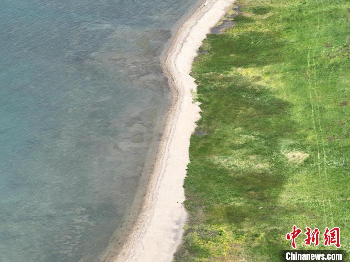 圖為航拍仲夏時(shí)節(jié)，青海湖畔綠茵如毯?！∑钤鲚?攝