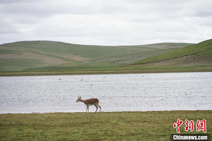 圖為藏原羚在扎陵湖岸畔悠閑漫步?！●R銘言 攝