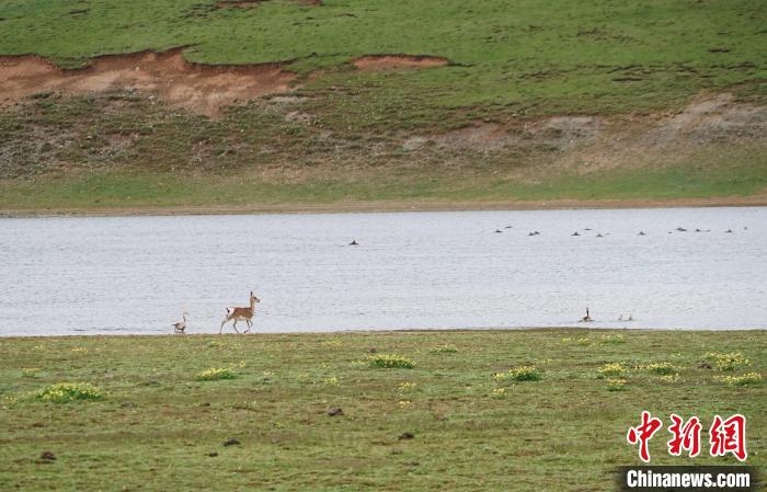 圖為藏原羚在扎陵湖岸畔悠閑漫步?！●R銘言 攝