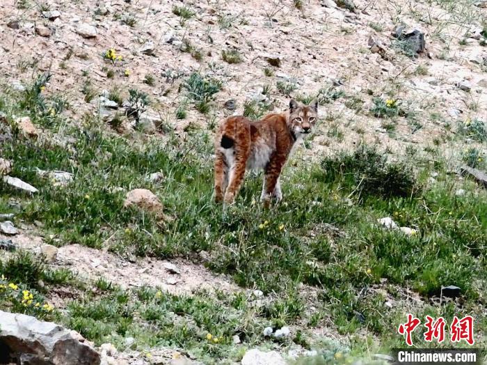 圖為猞猁回眸?！∠蛭能?攝