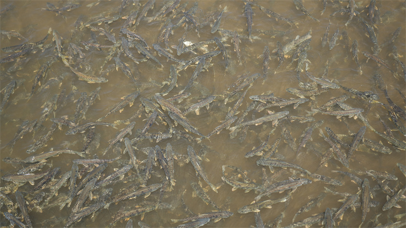 青海湖裸鯉。