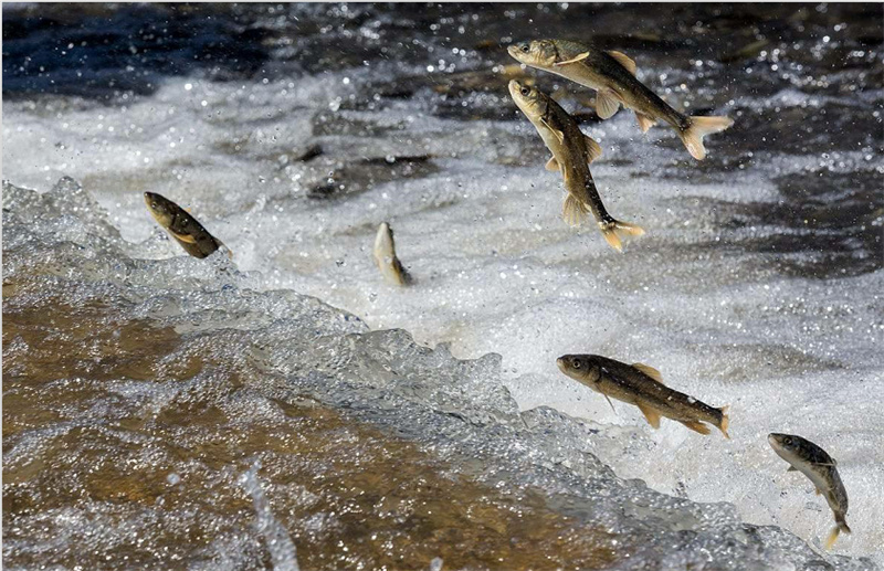 湟魚洄游。才旦桑吾攝