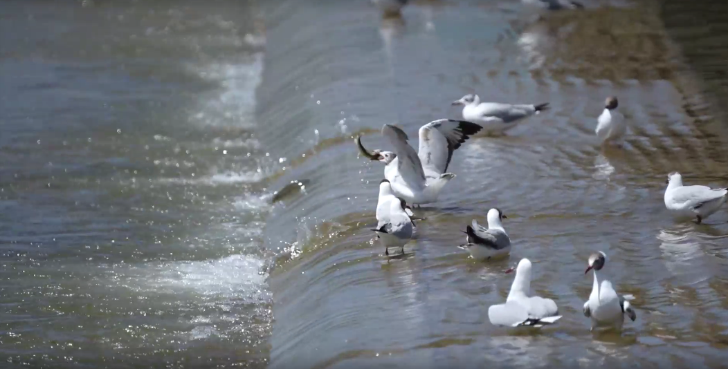 湟魚洄游奇觀。包雷攝
