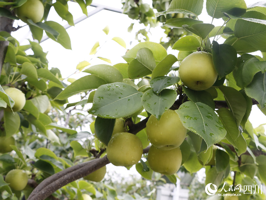 即將上市的雪梨“翠冠”。勾璇攝