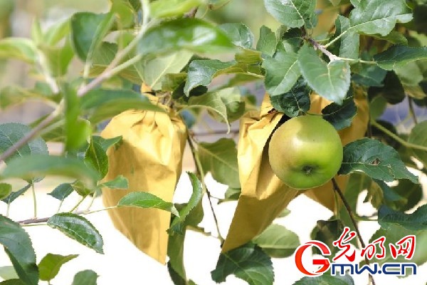 我們的家園｜小蘋果帶動(dòng)大產(chǎn)業(yè)，帶你看看這座阿壩州小村的鄉(xiāng)村振興新模式