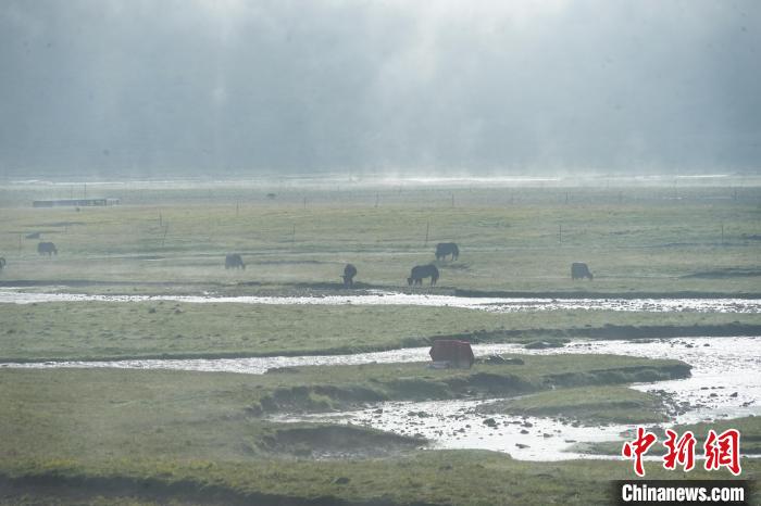 圖為成群牦牛在草灘上覓食、漫步，宛如靜美水墨畫?！●R銘言 攝
