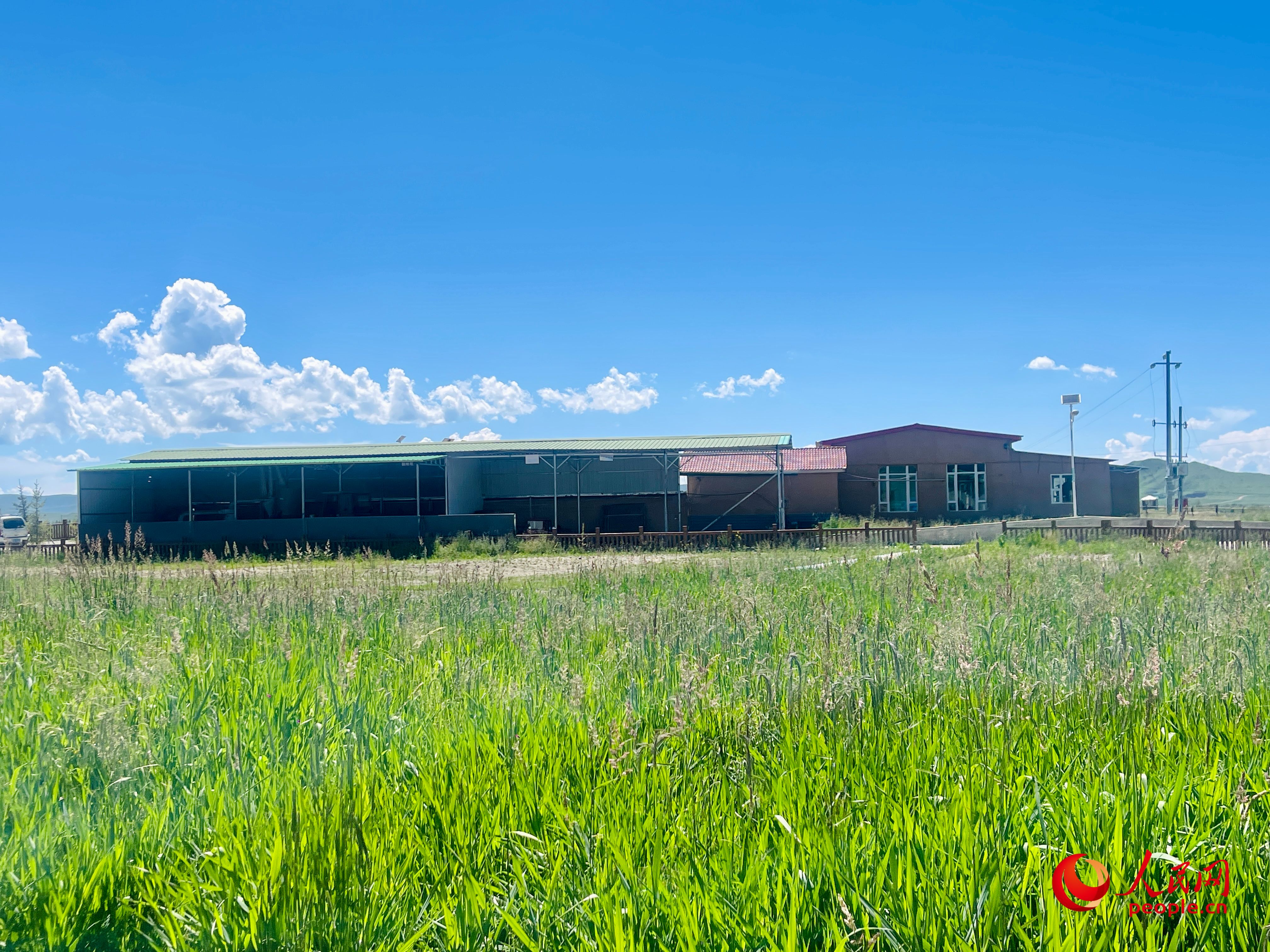 唐日合作社牧草茂密。人民網(wǎng) 周靜圓攝