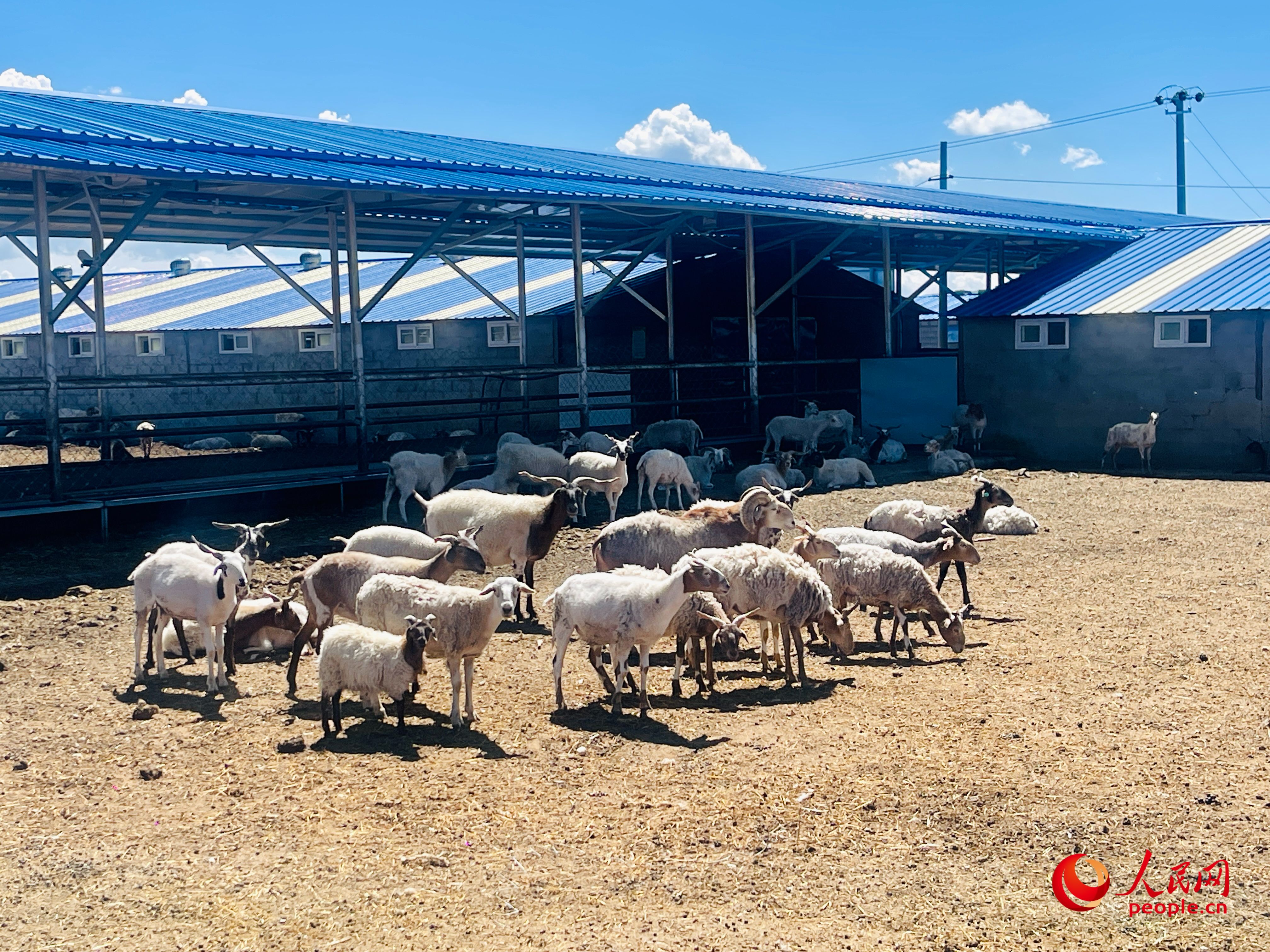 唐日合作社里養(yǎng)殖的羊。人民網(wǎng) 周靜圓攝