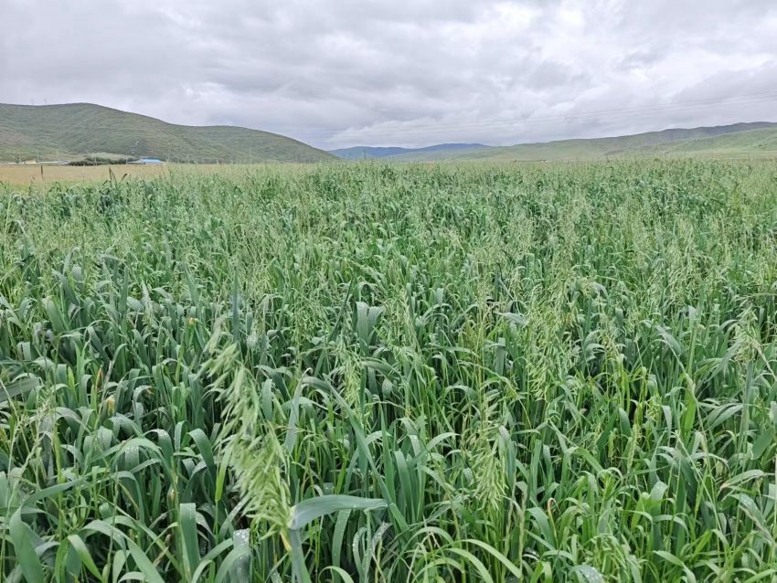 四川省阿壩州紅原縣草場。阿壩州紅原縣科學(xué)技術(shù)和農(nóng)業(yè)畜牧局供圖