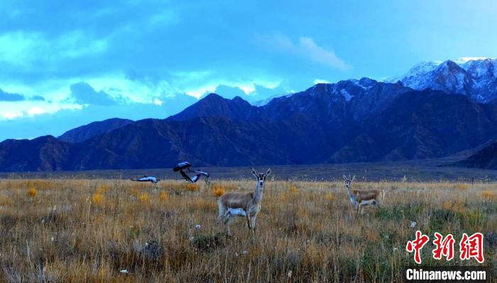 黑頸鶴、鵝喉羚多種野生動物“同框”現(xiàn)身青海都蘭湖國家濕地公園