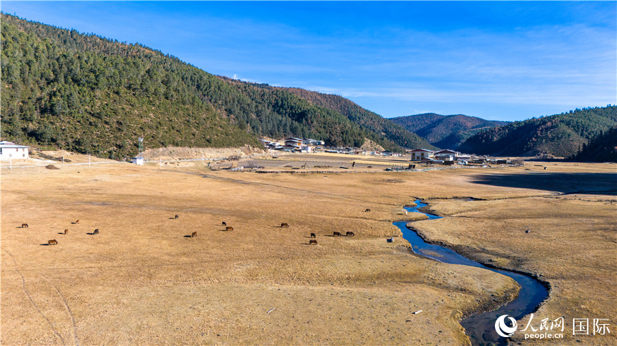 香格里拉國家公園內(nèi)的高山草甸。人民網(wǎng)記者 虎遵會攝
