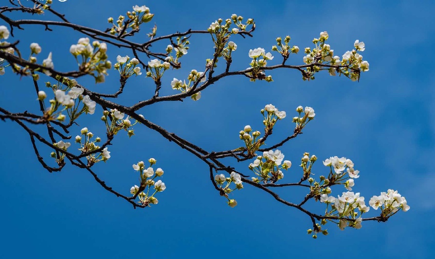 丹巴梨花。何曦?cái)z