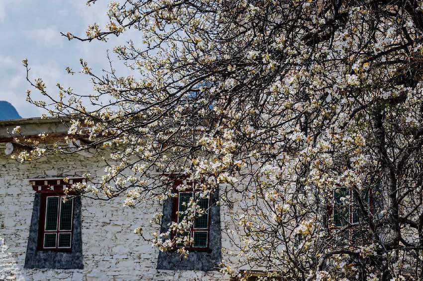 丹巴梨花。何曦?cái)z