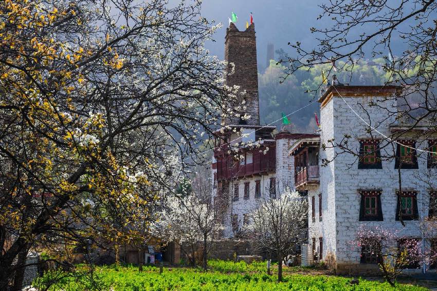 丹巴梨花。何曦?cái)z