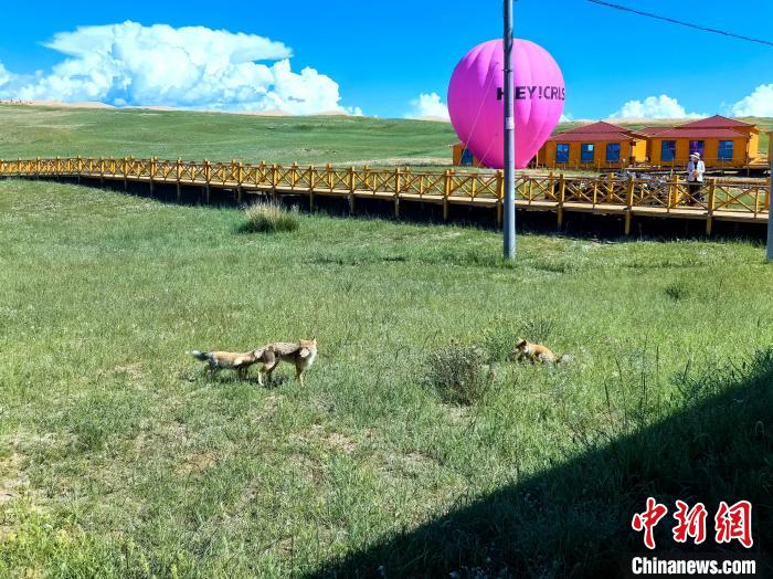 藏狐一家“入住”青海湖金沙灣近距離與人類“互動(dòng)”