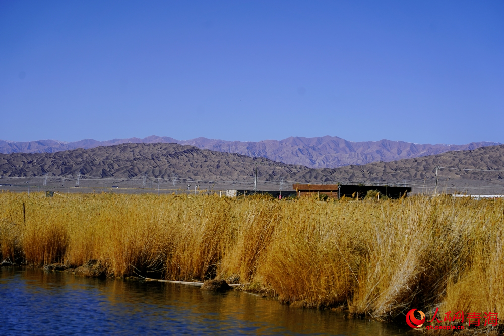 可魯克湖蘆葦蕩漾。人民網(wǎng) 陳明菊攝