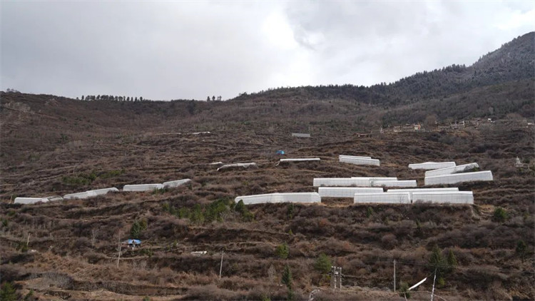 木日窩村藍莓示范基地。黑水縣融媒體中心供圖