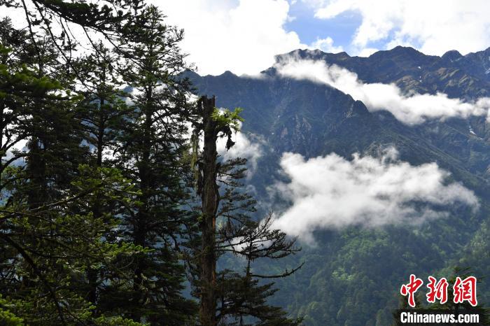 探秘四川海螺溝“五花林”