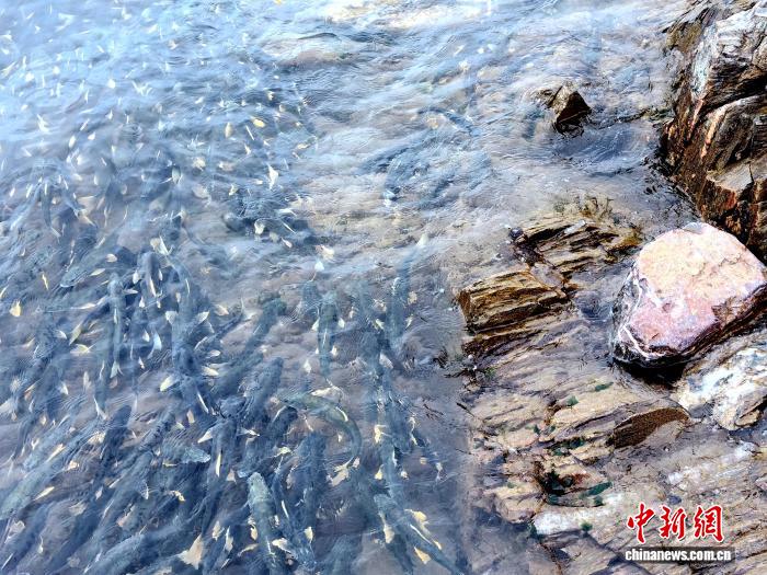 青海湖北岸迎來湟魚洄游季